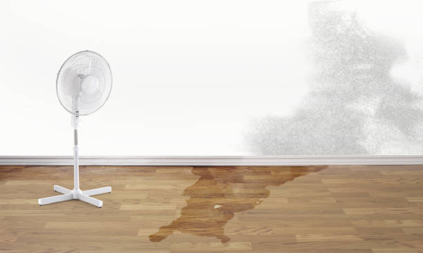 Best Carpet water damage restoration  in Grayvle, IL